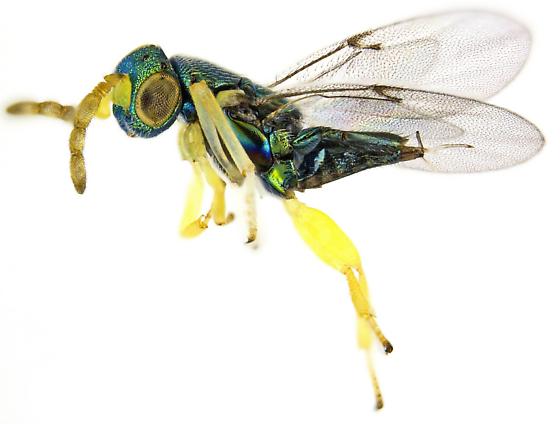 image of Encyrtidae